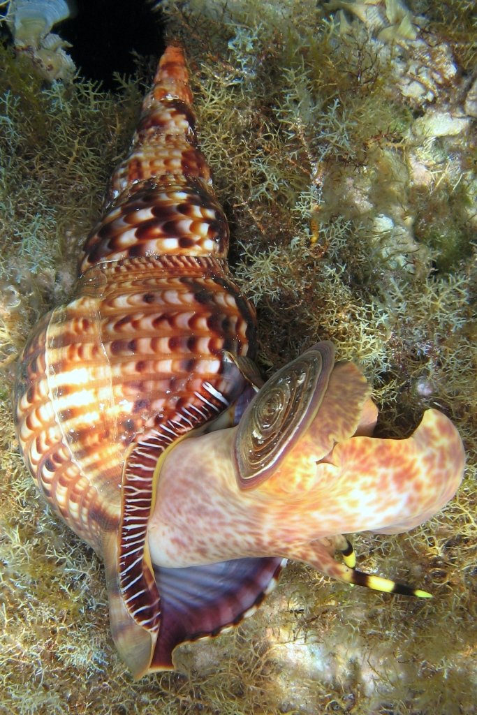 Charonia variegata (Lamarck, 1816)